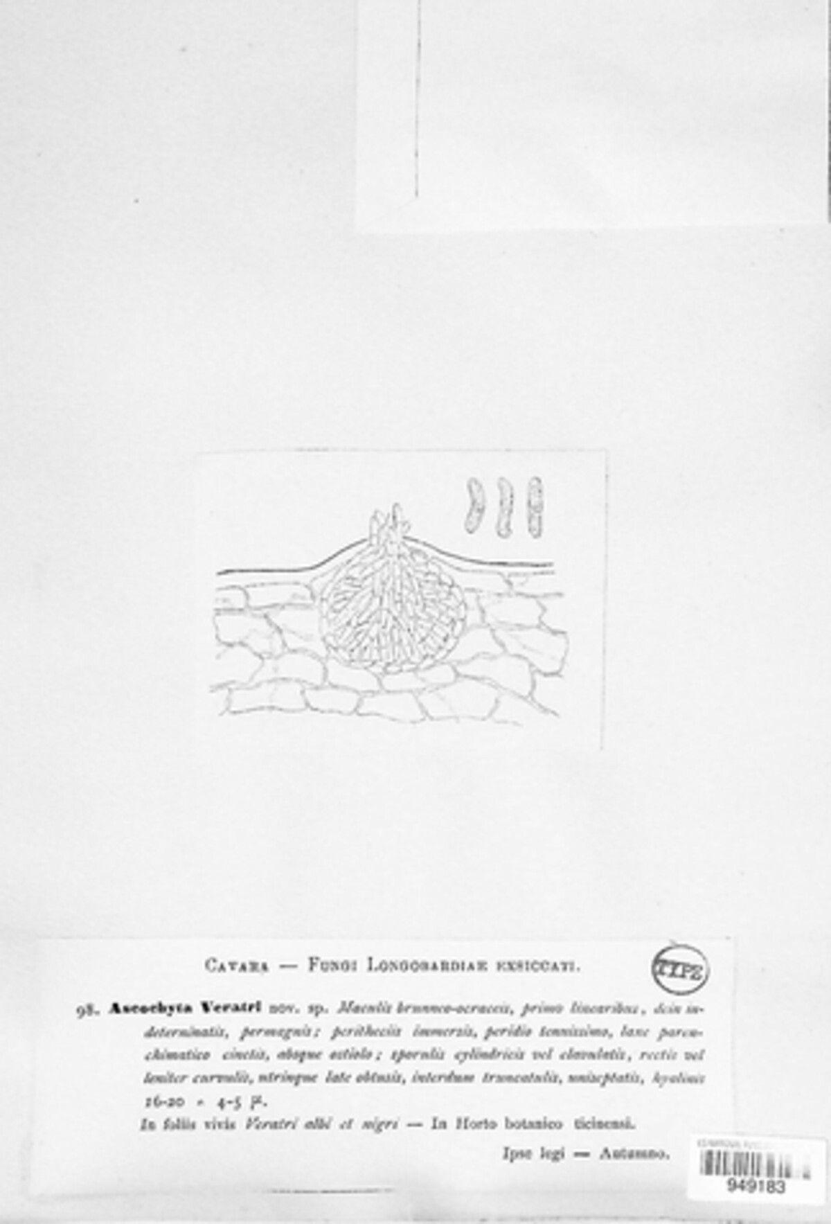 Ascochyta veratri image
